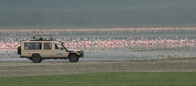 Pink Flamingo Afternoon