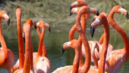 'Pinkest' Flamingos