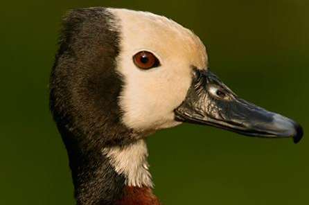 White-Faced Duck