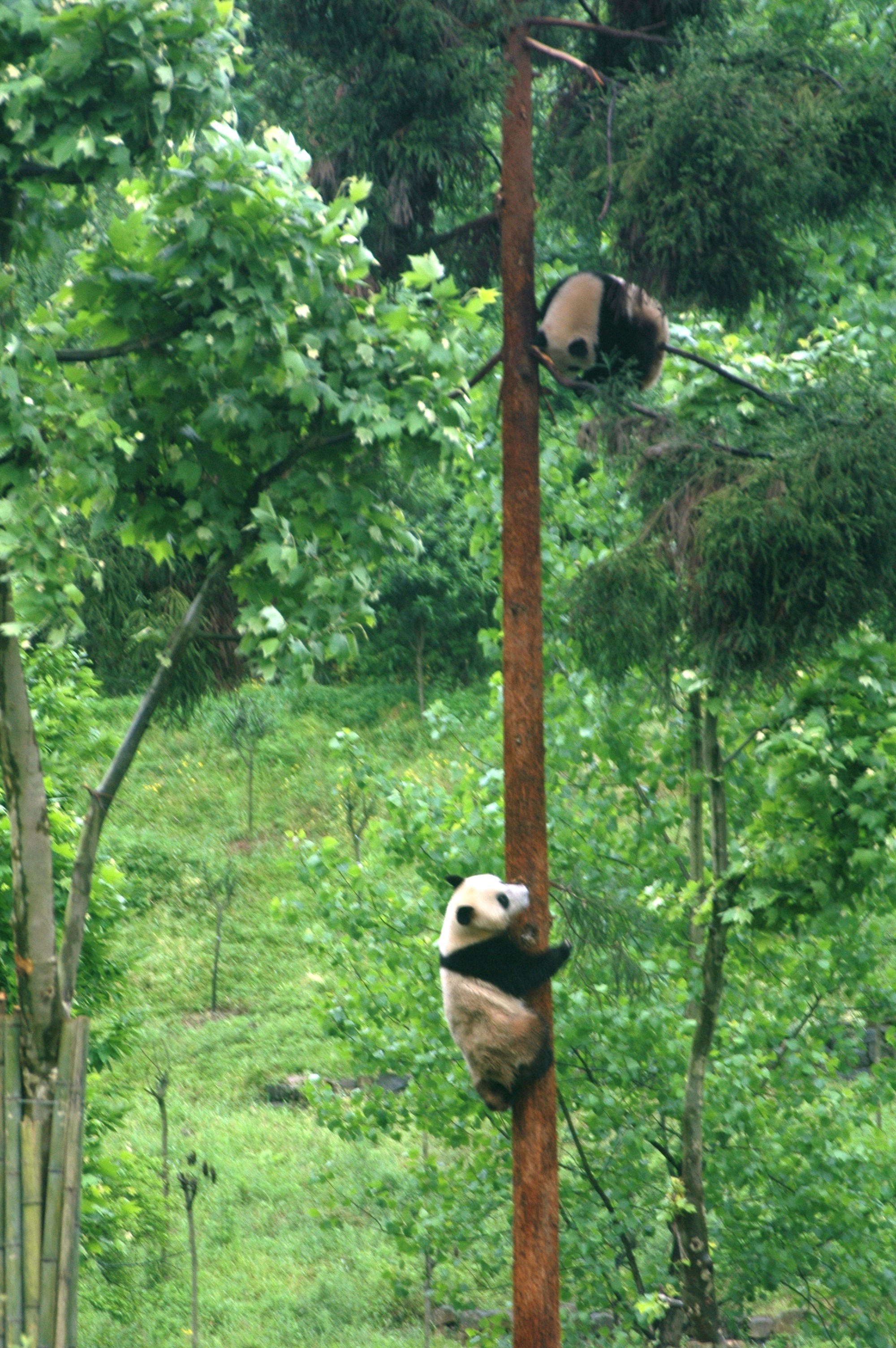 Panda Bears in China